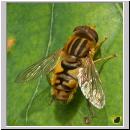 Parahelophilus frutetorum oder versicolor - Teichrandschwebfliege w04.jpg